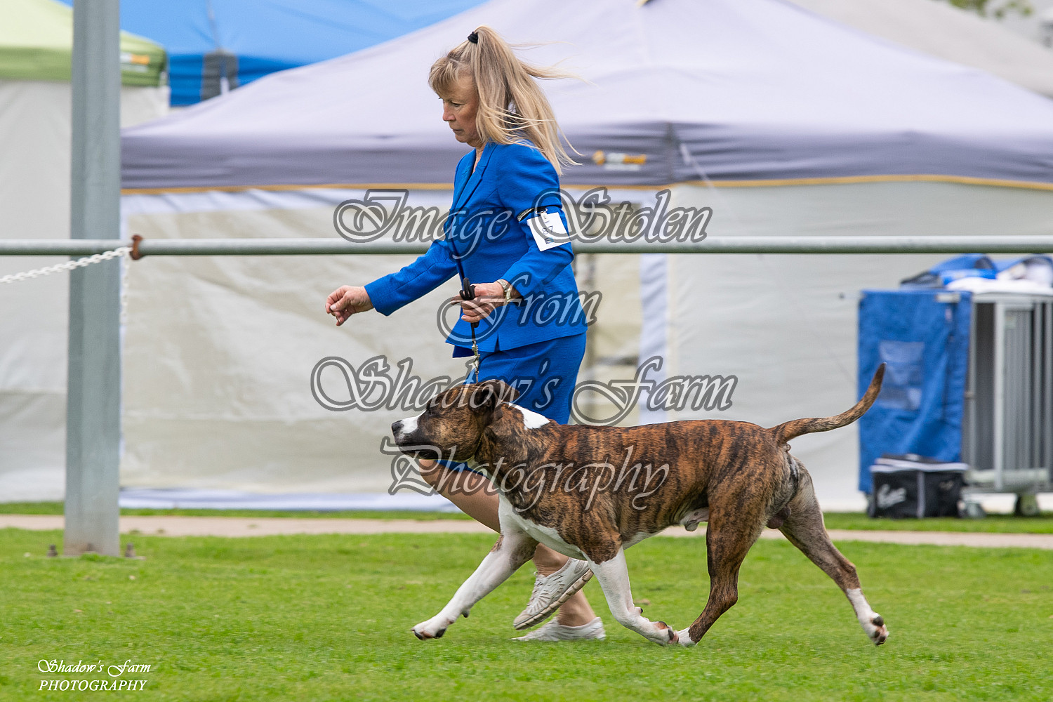 2022 CANINE FANCIERS SHOW 27TH & 28TH AUG Galleries Dogs Shows