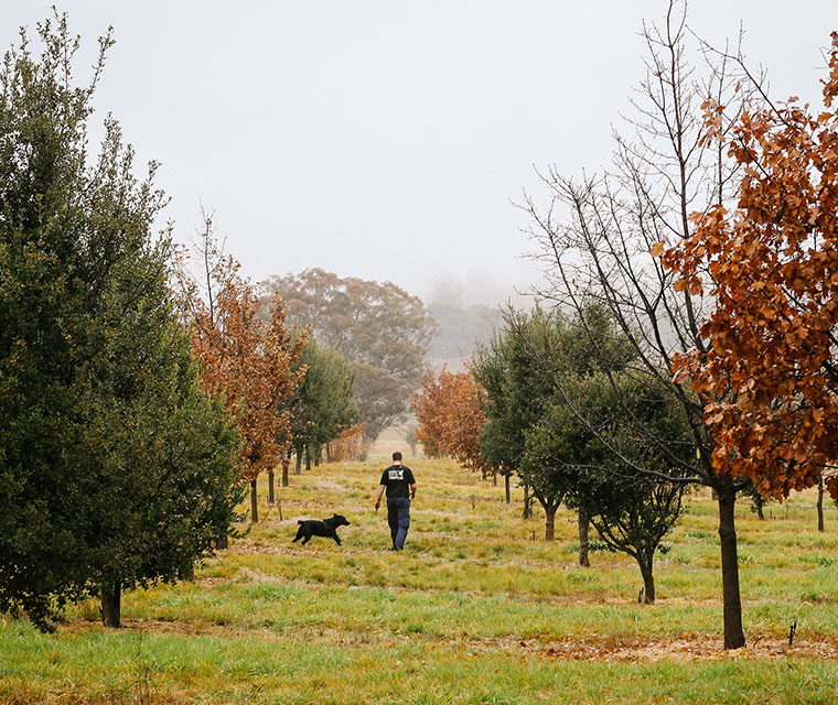 Canberra-Truffles