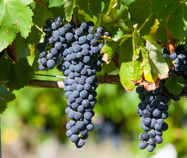 Adelaide's Wineries