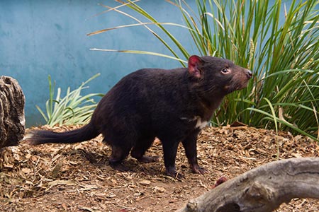 bonorong wildlife park jpg