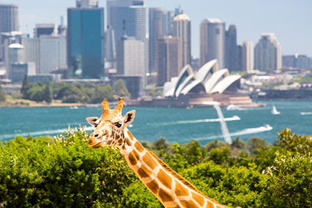 taronga zoo