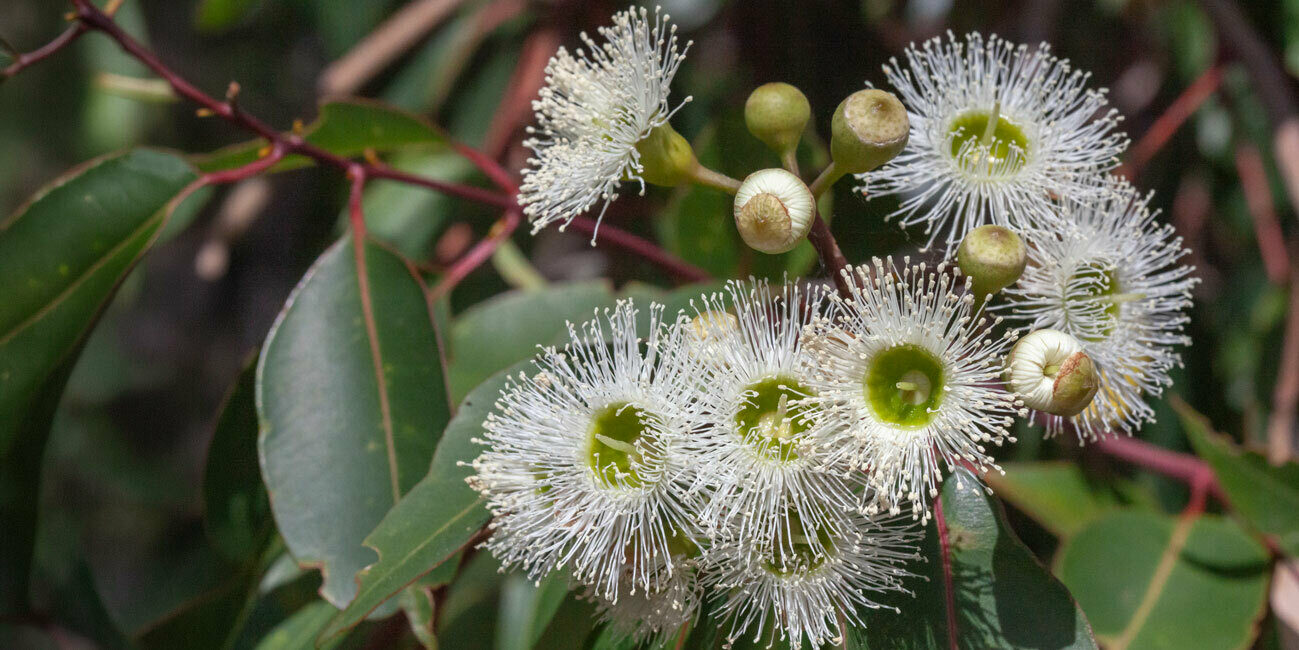 Anglican Eco Care Tree Flowers honkeynuts com au
