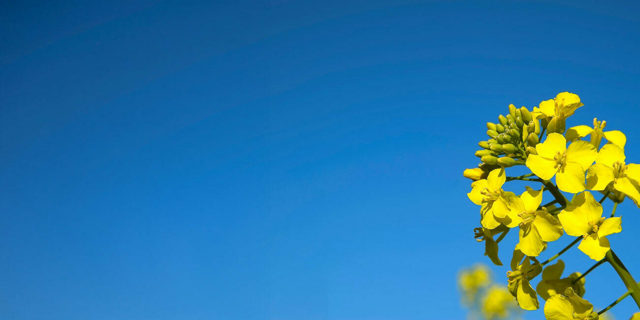 Canola and Blue Sky WTC Summer Days Hero