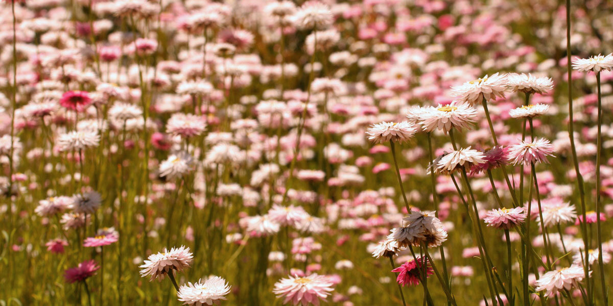 Djilba Pink and White Everlastings