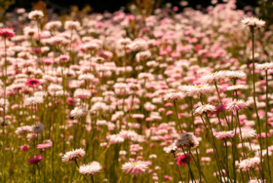 Pink and White Everlastings thumb