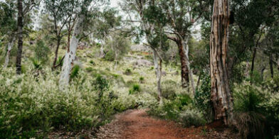 Walk Trail John Forrest National Park Perth hills thumb