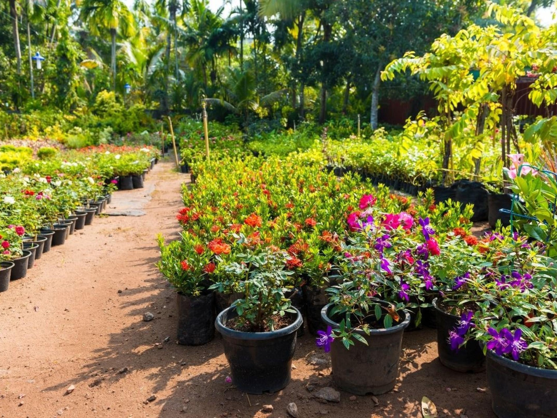 Horticulture, Nursery and Agriculture Businesses for Sale.