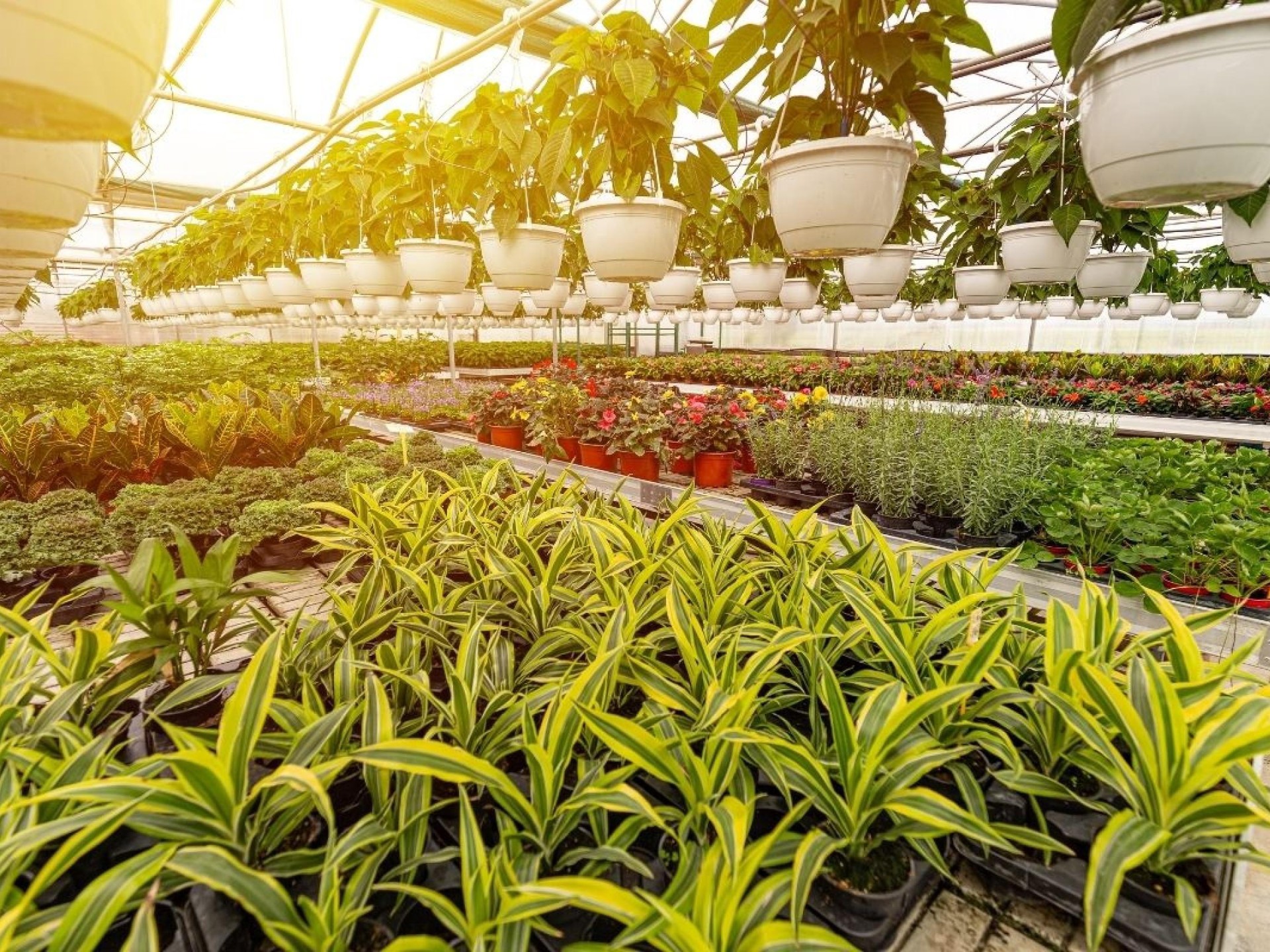 Horticulture, Nursery And Agriculture Businesses For Sale.