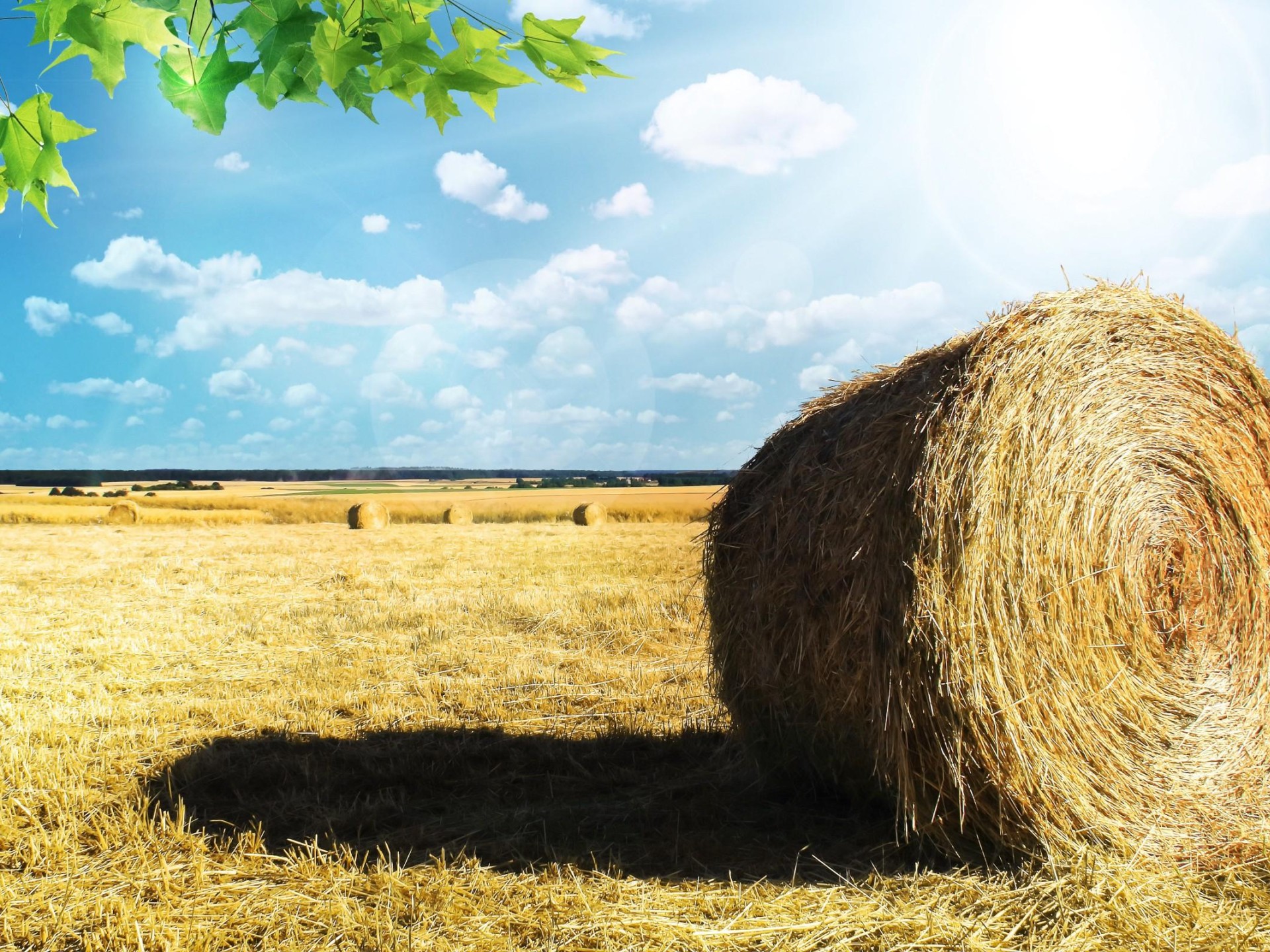 $8.4 Million Turnover - Hinterland's Undisputed Agricultural Powerhouse  Rural Supplies Superstores