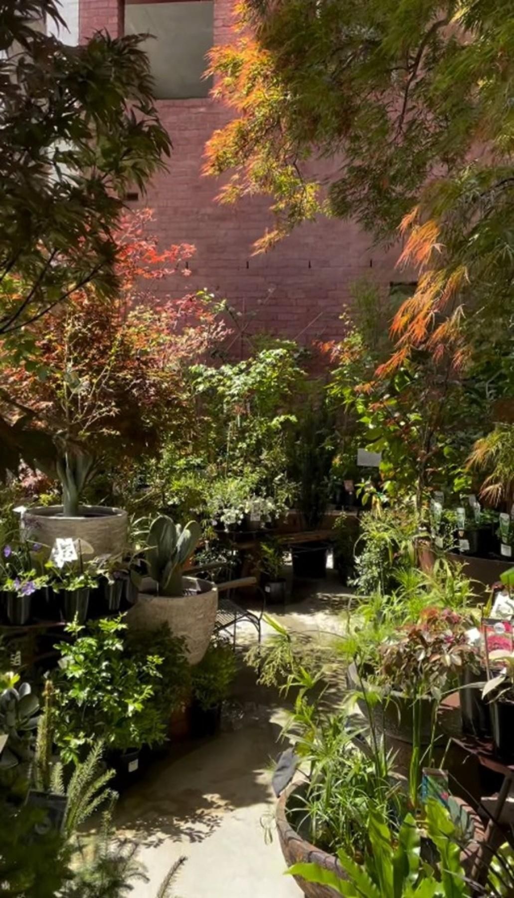 Iconic Fitzroy Nursery  Brunswick Street Institution Since 1983  $385K WIWO