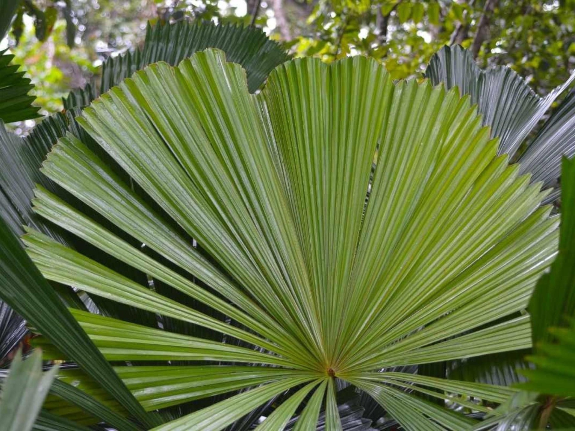 Exotic Wholesale Nursery + Freehold Land | Sunshine Coast | $2m Sales,..