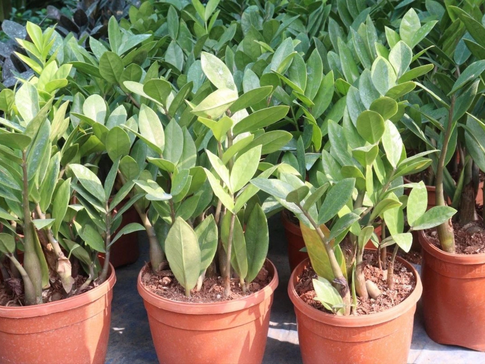 Established Wholesale Nursery with Freehold  Byron Bay Hinterland