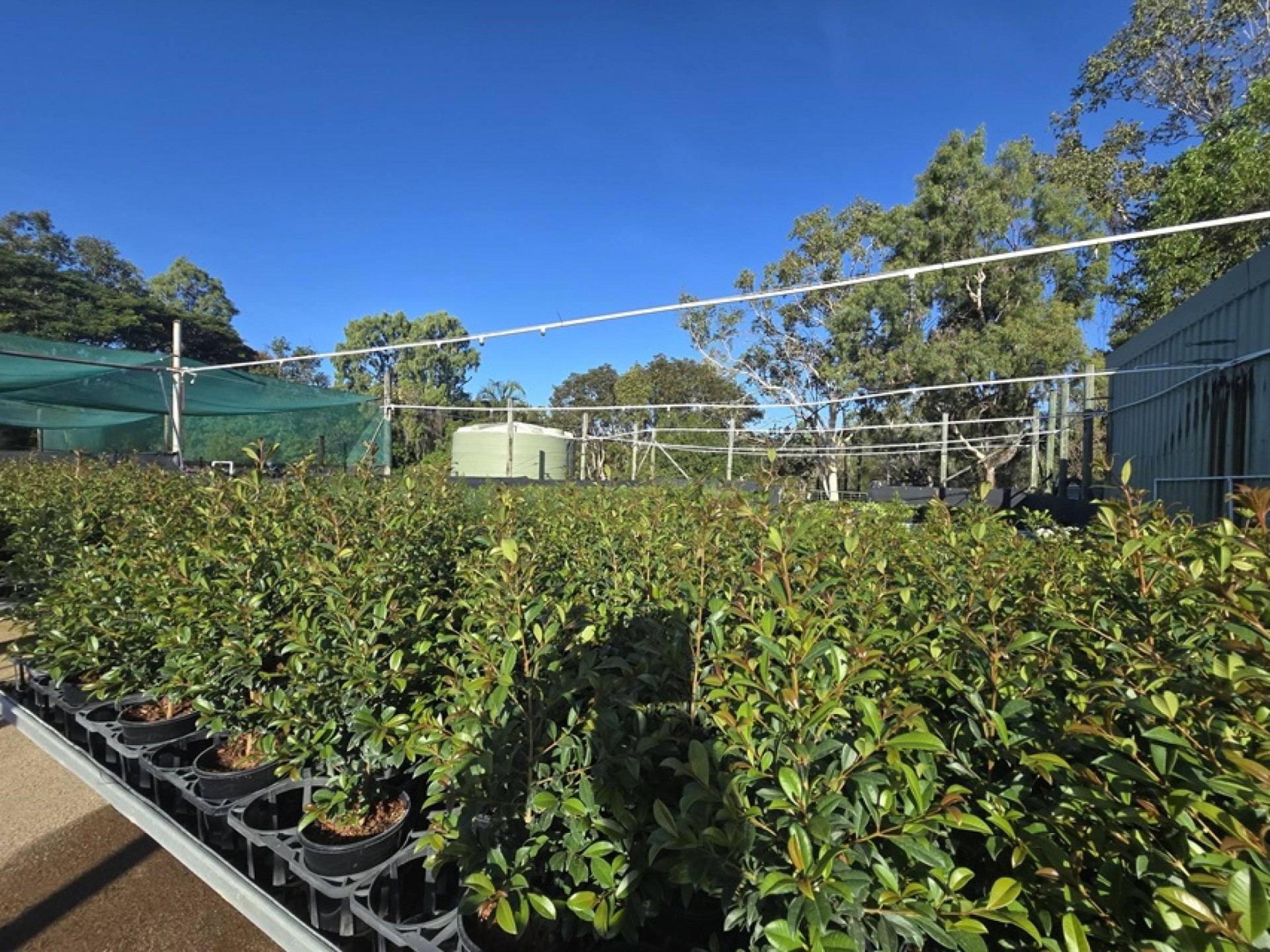 Central to North Queensland Wholesale Nursery  Strategic Add on or Lifestyle Business
