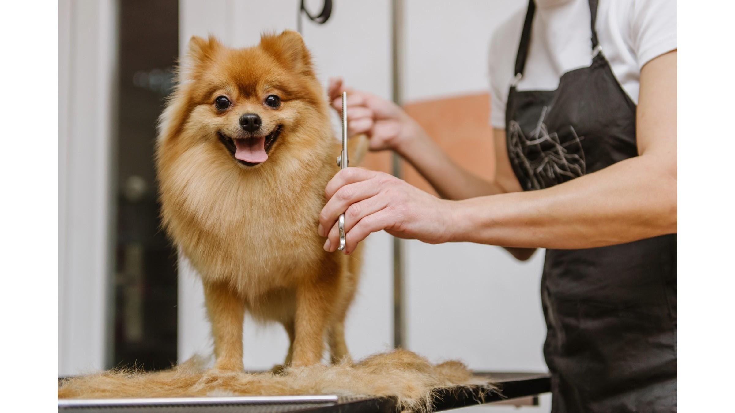 Ref: 238 Pet Grooming Salon Sutherland Shire - Semi-Managed, High-Profit, New 3+3 Year Lease