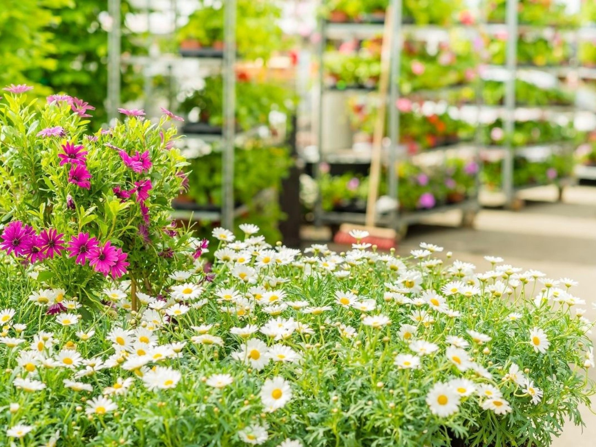 Established Garden Centre and Landscape Supplies with Significant Growth Potential