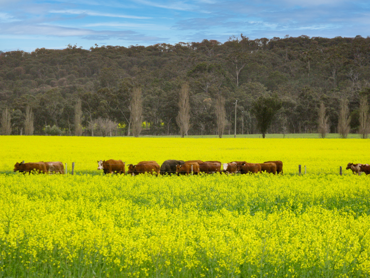 MASSIVE DROUGHT-PROOF LAND HOLDING WITH ABUNDANT WATER