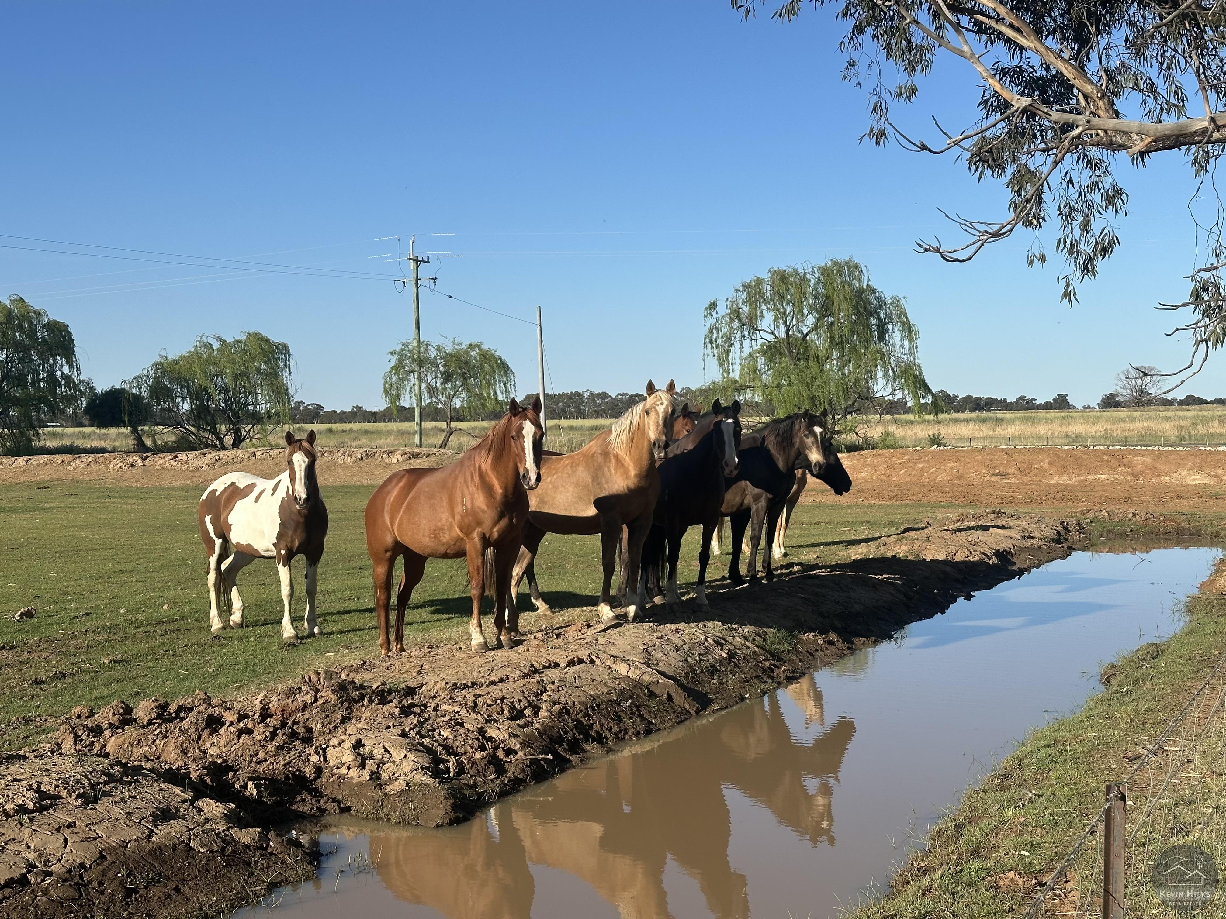 "The Willows" Infrastructure to suit horse enthusiasts. Berrigan