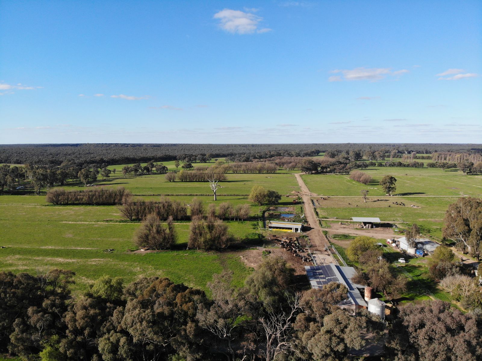 Picturesque Gunbower Island Dairy Farm with Gunbower State Forest Back Drop