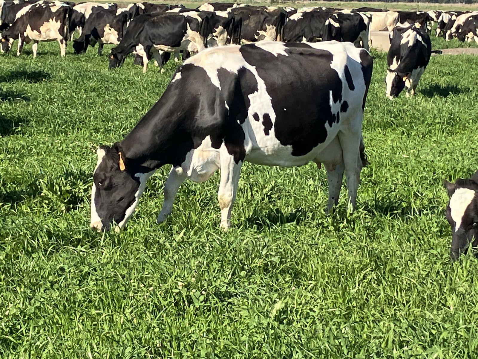 Large Scale Irrigated Dairy Aggregation with River Frontage