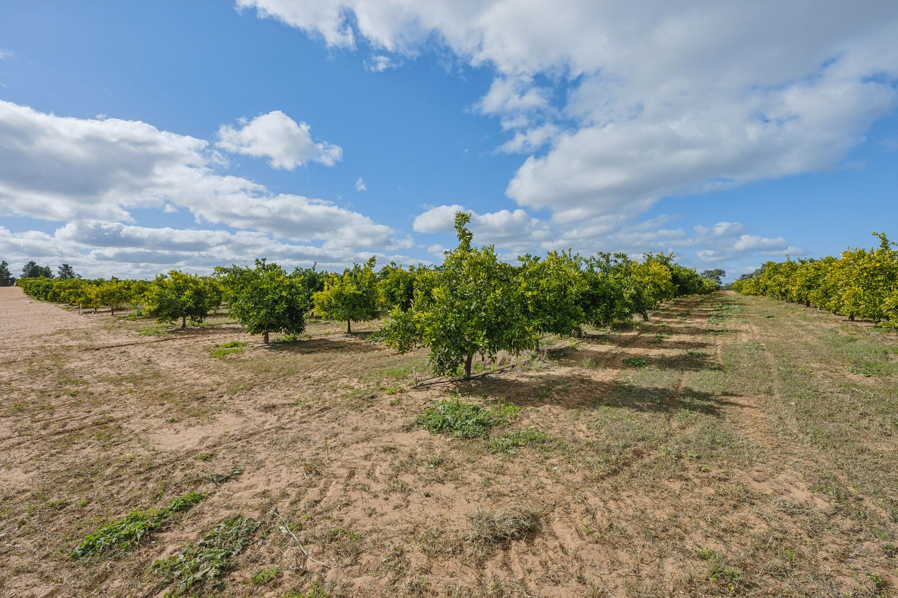 RURAL LIFESTYLE WITH INCOME