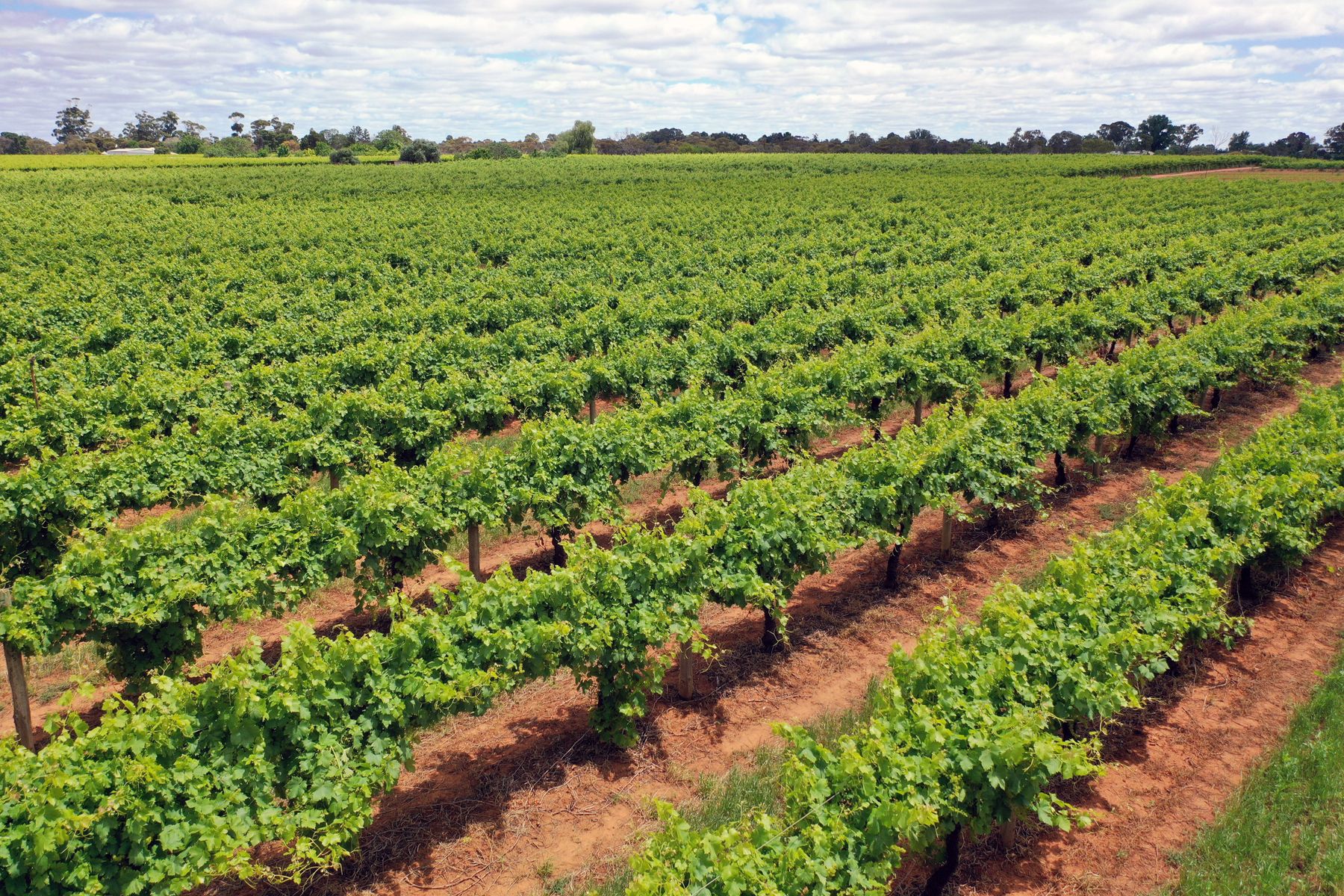 IRYMPLE VINEYARD & NURSERY