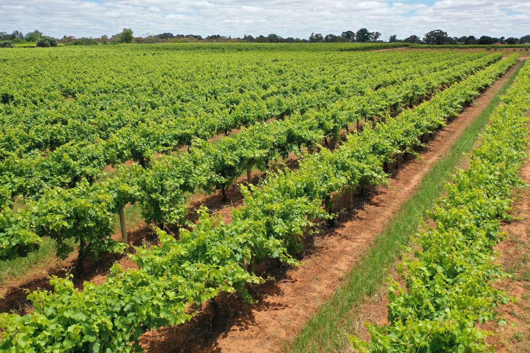 IRYMPLE VINEYARD & NURSERY