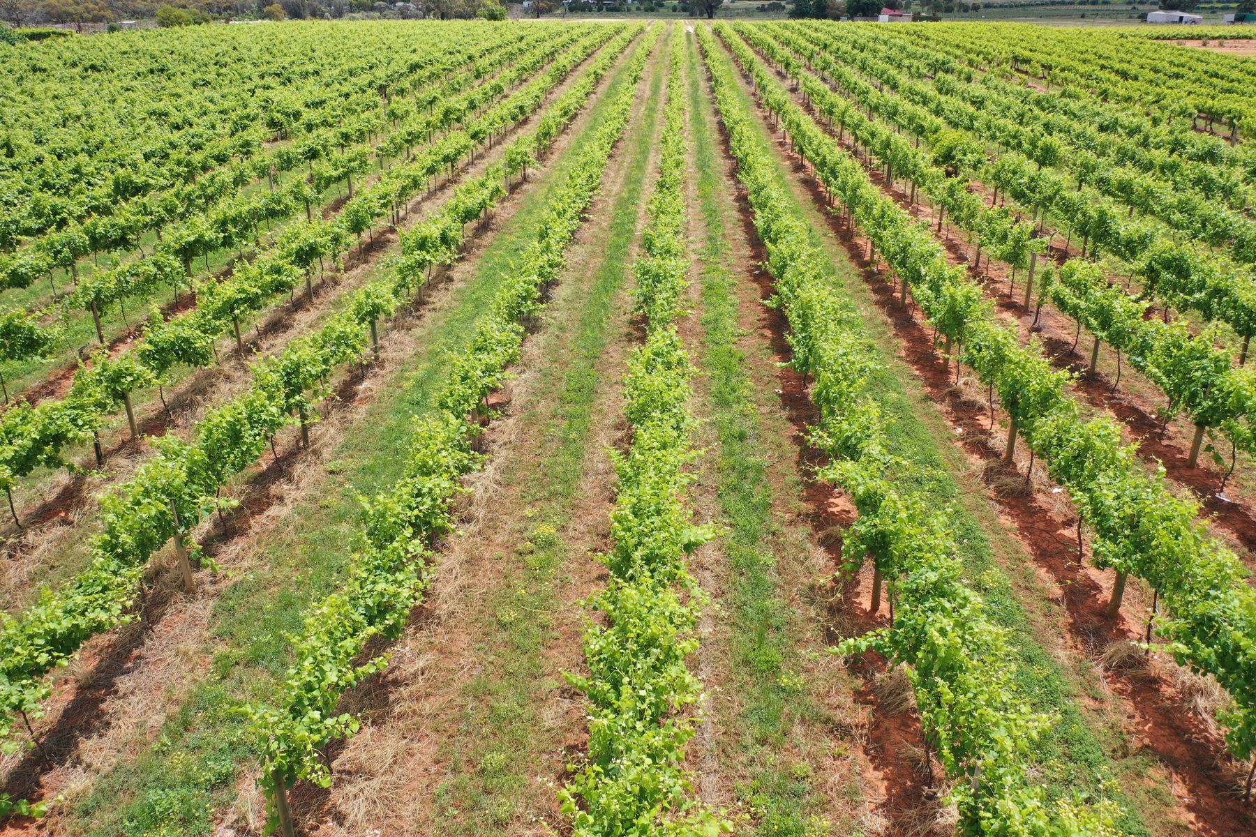 IRYMPLE VINEYARD & NURSERY