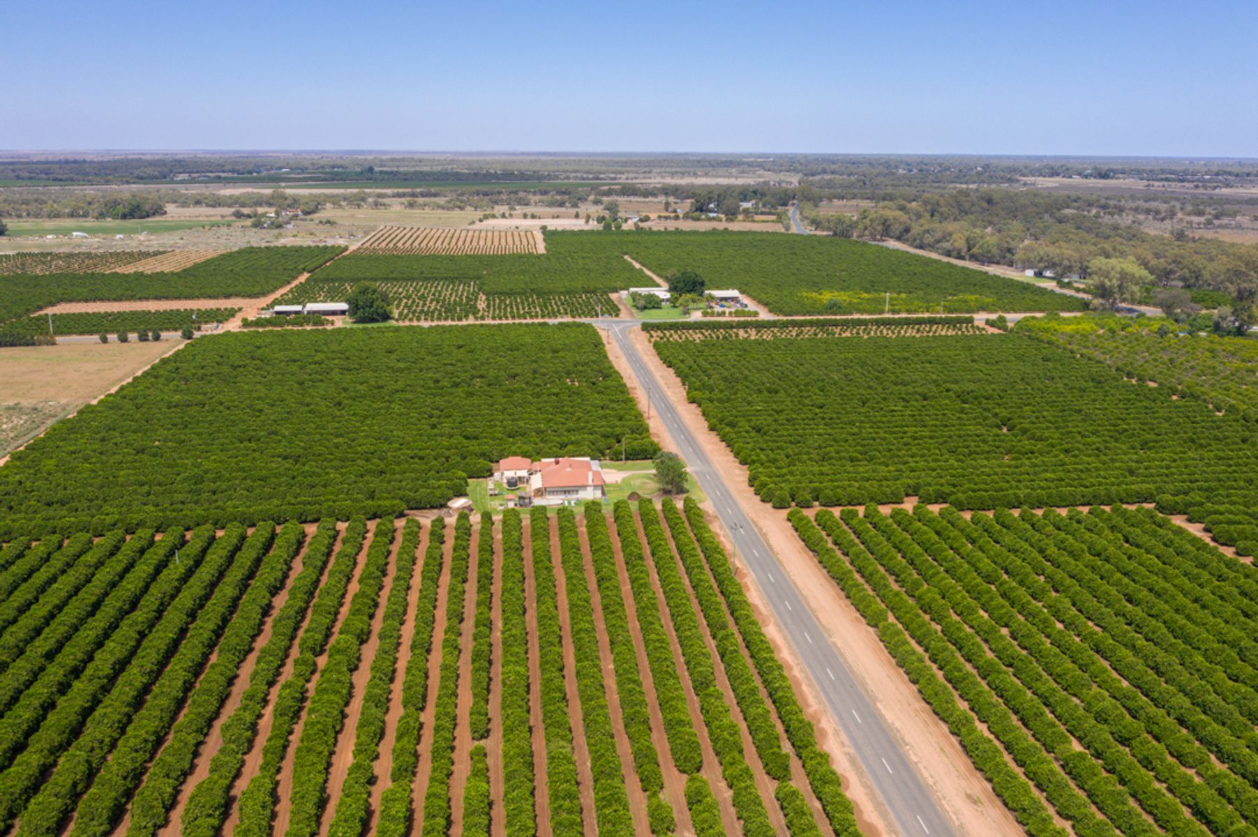 QUALITY CITRUS HOLDING - 150 Acres (approx.)