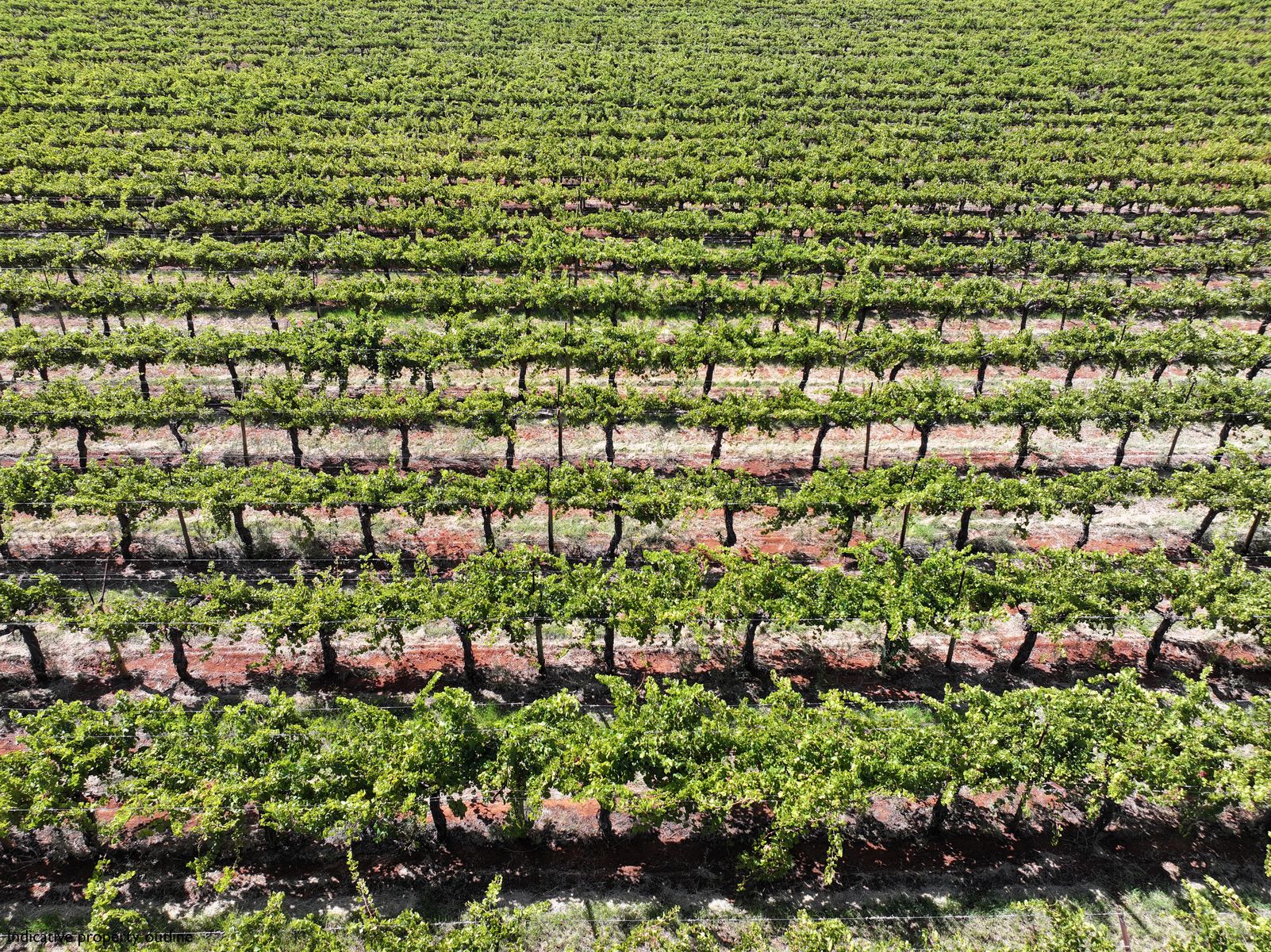 QUALITY TABLE GRAPE PROPERTY ON 2 TITLES