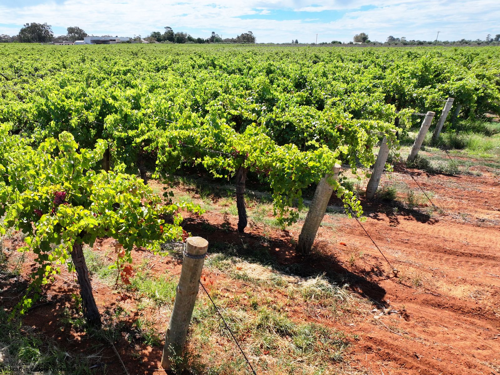 QUALITY TABLE GRAPE PROPERTY ON 2 TITLES