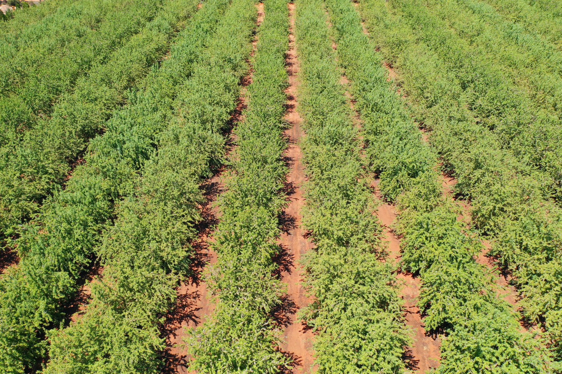 QUALITY ALMOND PROPERTY