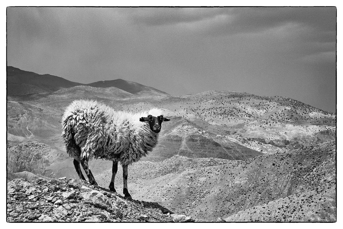 The Lone Sheep – photograph print