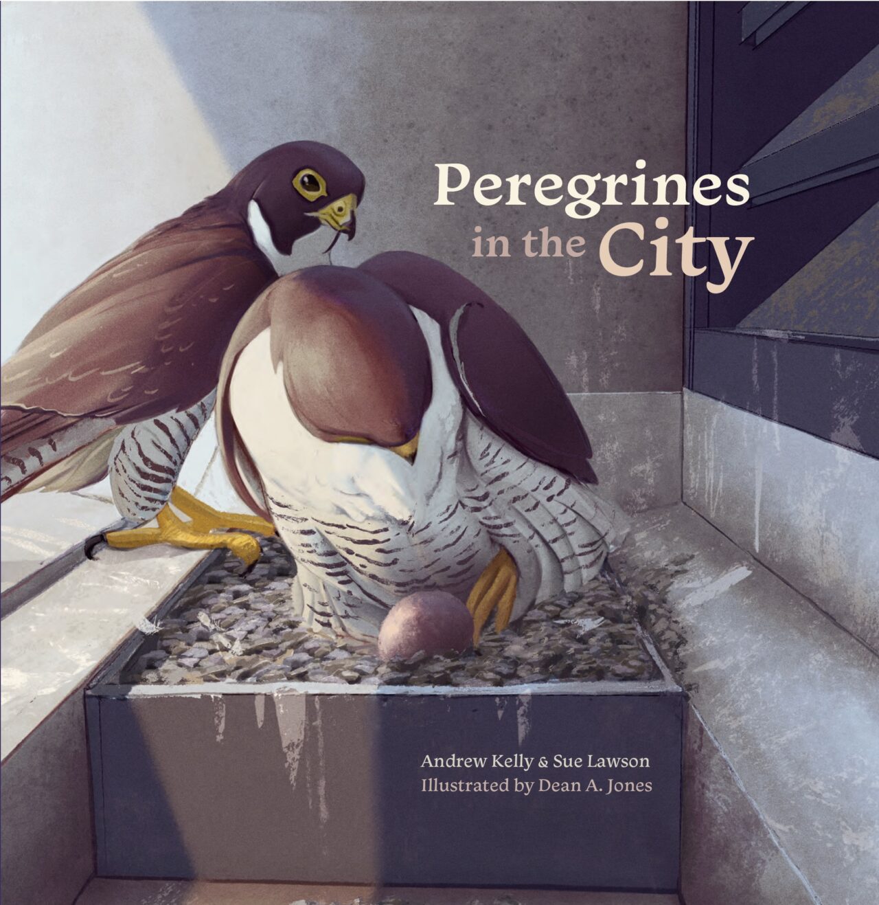 Peregrines in the City by Andrew Kelly, illustrated by Dean A. Jones