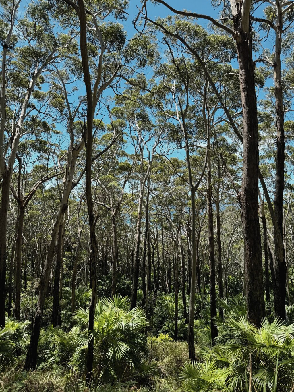 A protected native forest ecosystem, highlighting industry practices in environmental conservation and carbon sequestration.