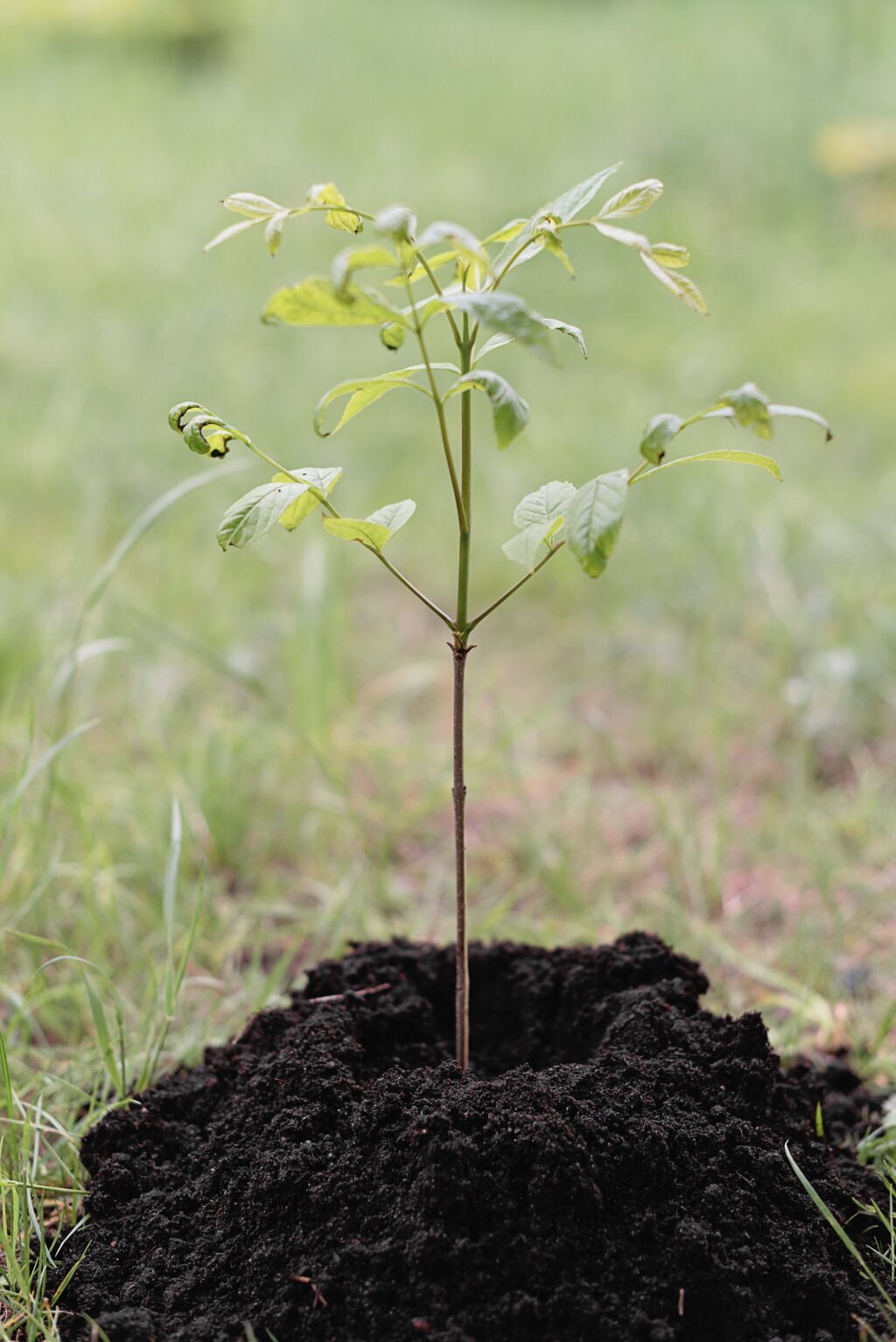 A young green sapling stands upright from a small mound of dark, rich soil in the middle of a grassy field.