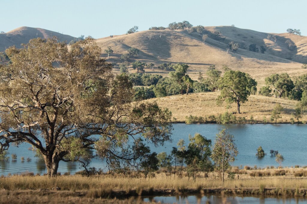 A wide blue lake sits before rolling, dry grassy hills scattered with green eucalyptus trees under a clear sky.