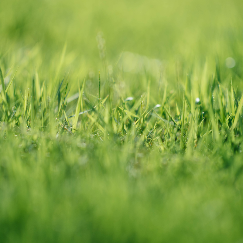2025/08/Image-2_-close-up-of-turf.png