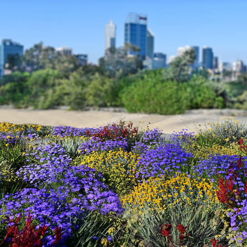 2025/08/image-16_-garden-perth-skyline-1.png