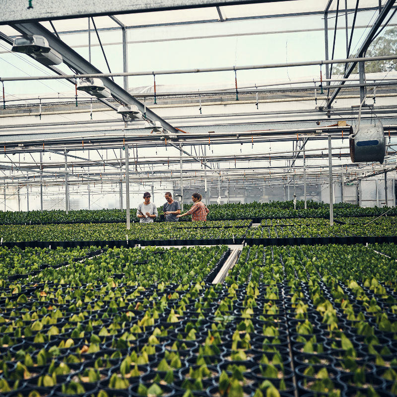 2025/08/image-14_-rows-of-plants-in-nursery-1.png