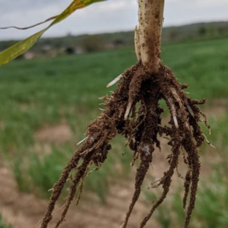 2025/09/image-8_-plant-roots.png