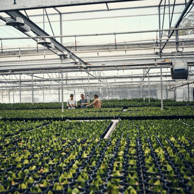 2025/09/image-14_-rows-of-plants-in-nursery-resize.jpg