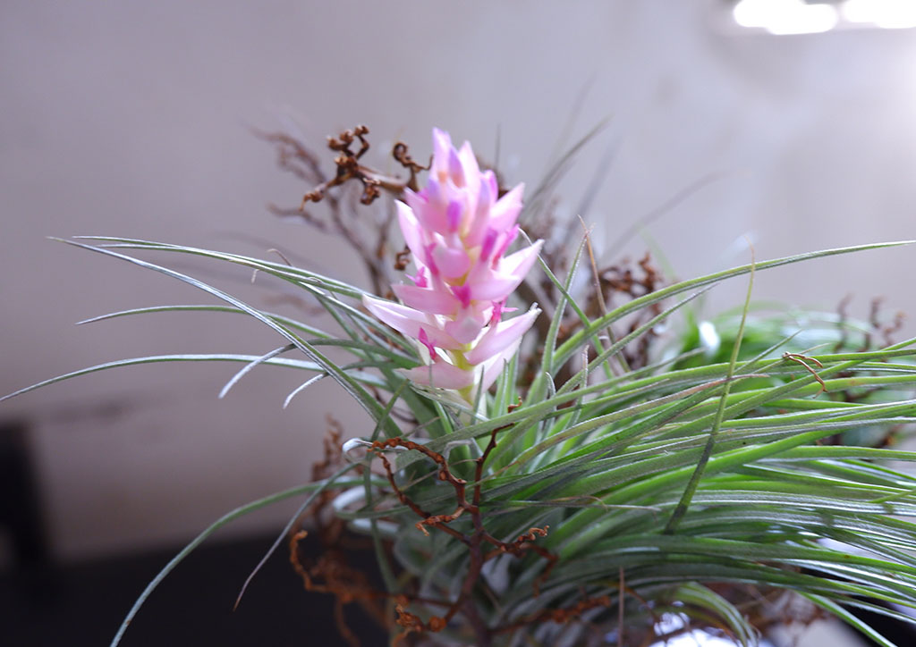 BluPrint-succulents-cottoncandypurple