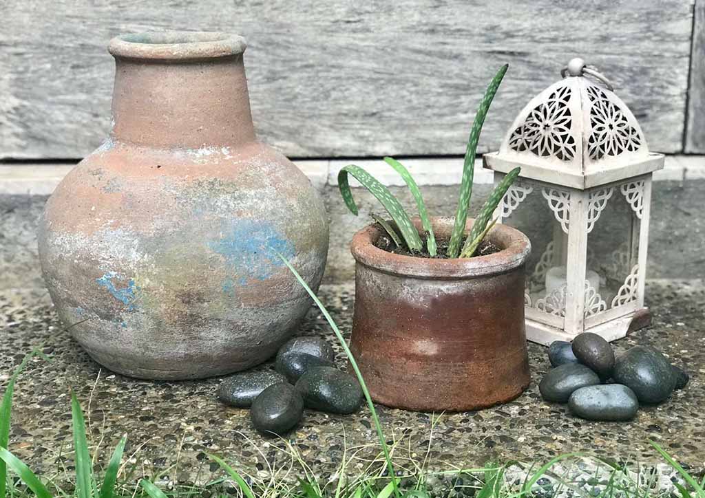 BluPrint-succulents-babyaloe