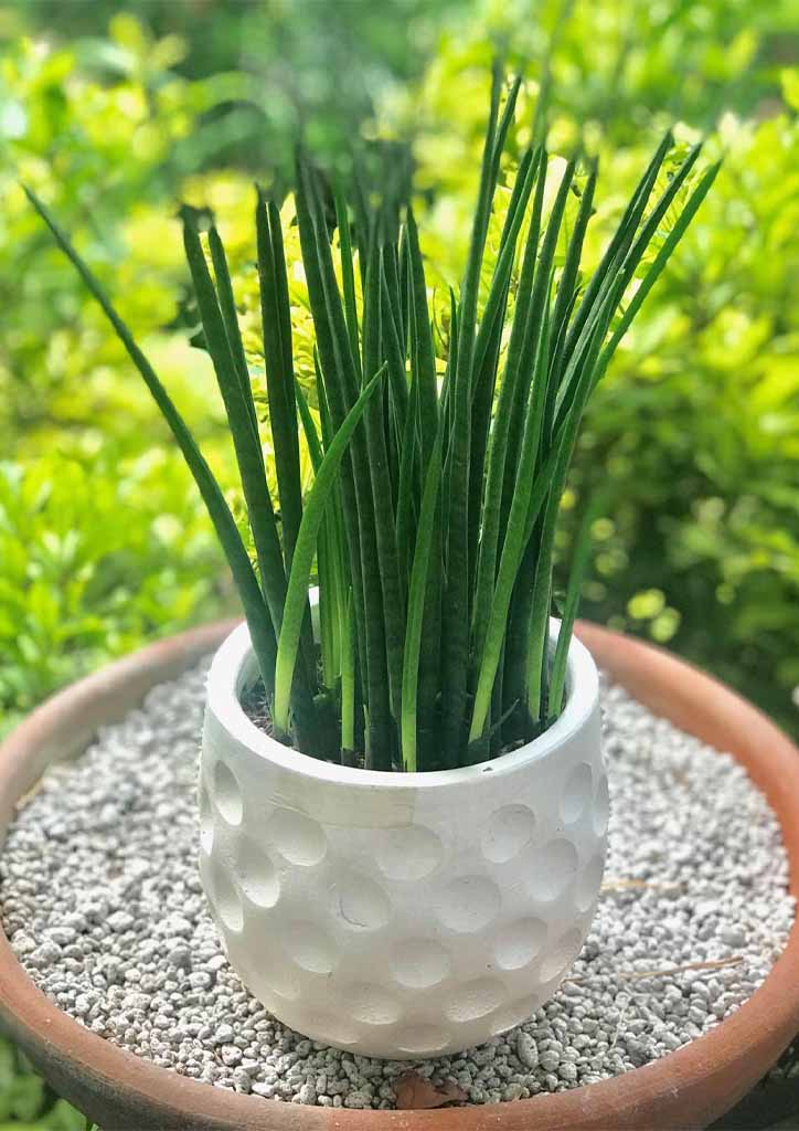 BluPrint-succulents-bacularis