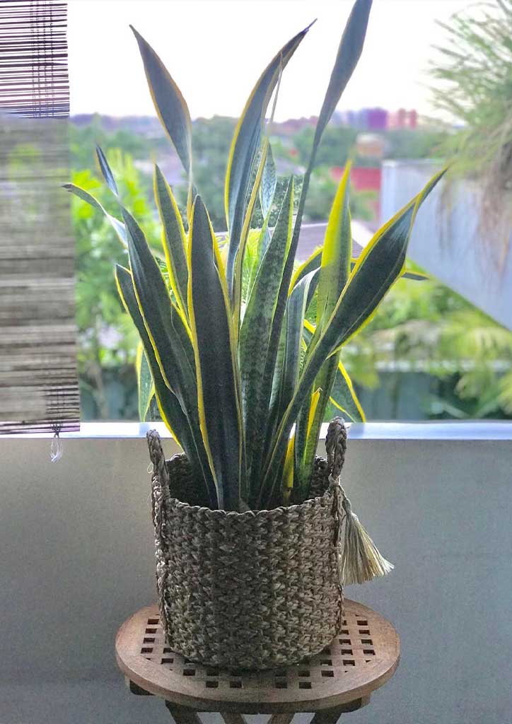 BluPrint-succulents-snakeplant