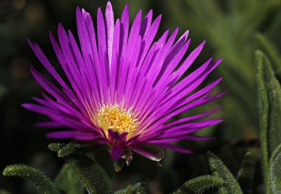 ice plant fire-resistant plant