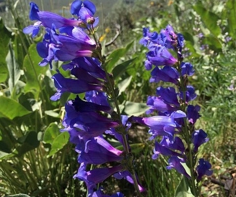 beardtongue fire-resistant plant
