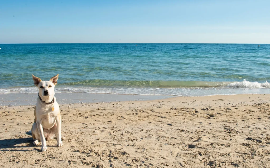 Dog Stay Free at Broadwater: Your Questions Answered