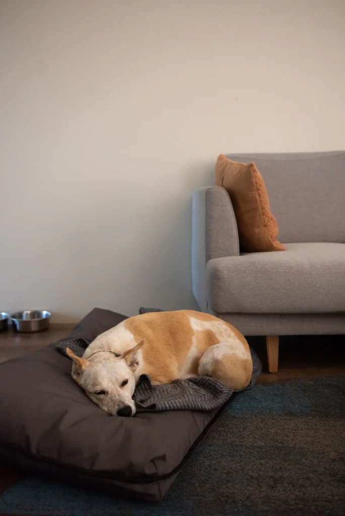 Dog asleep on the floor of a pet friendly villa