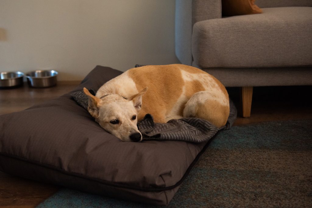 Dog resting in a pet-friendly apartment at Broadwater Resort Busselton